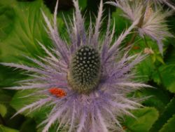 2013-08-18_Regina-F-Rau_Schachen_Blumen  (195).JPG